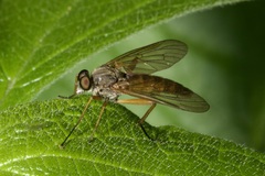 Rhagio annulatus