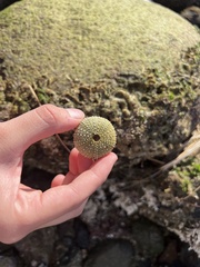 Echinoidea