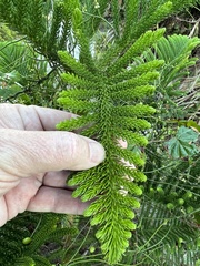 Araucaria columnaris