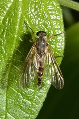 Rhagio annulatus