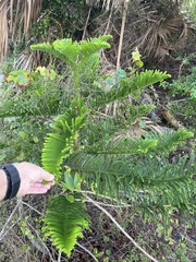 Araucaria columnaris