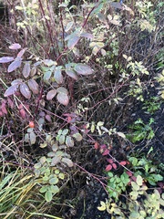 Rosa nutkana