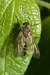 Rhagio annulatus
