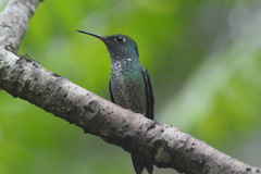 Chrysuronia versicolor