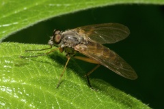 Rhagio annulatus