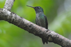 Chrysuronia versicolor