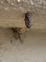 Tineinae