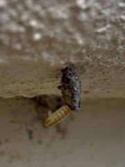 Tineinae