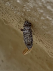 Tineinae