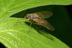 Rhagio annulatus