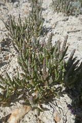 Microcnemum coralloides