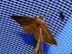 Watsonalla cultraria