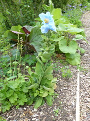 Meconopsis betonicifolia