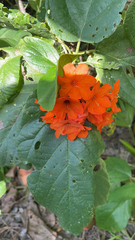 Cordia sebestena