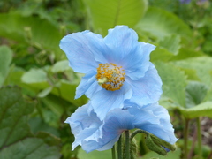 Meconopsis betonicifolia