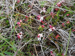 Cyanothamnus nanus