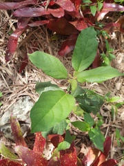 Clerodendrum tomentosum