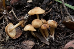 Marasmius cohaerens