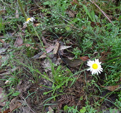 Brachyscome diversifolia