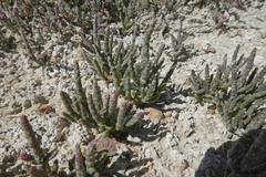 Microcnemum coralloides