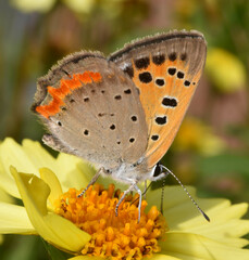 Lycaena phlaeas daimio