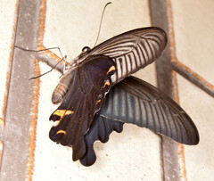 Papilio demetrius