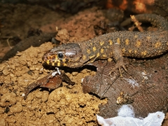 Lepidophyma flavimaculatum