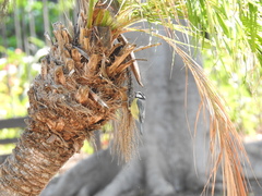 Cyanistes teneriffae