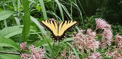 Papilio glaucus