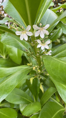 Scaevola taccada