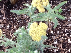 Achillea