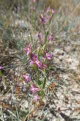Schenkia spicata