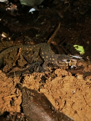 Lepidophyma flavimaculatum