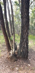 Eucalyptus tricarpa