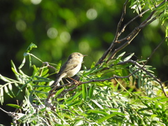 Phylloscopus canariensis