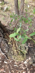 Eucalyptus tricarpa