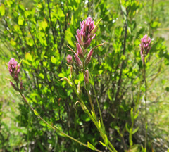 Castilleja elata