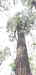 Eucalyptus tricarpa