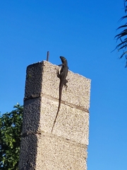 Ctenosaura acanthura