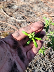 Crocanthemum corymbosum