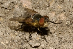 Phasia hemiptera