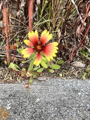 Gaillardia pulchella