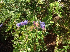 Ceanothus