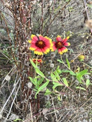 Gaillardia pulchella