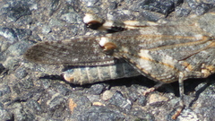 Oedipoda coerulea