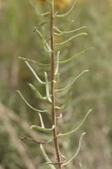 Isocoma pluriflora