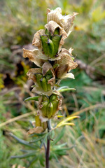 Aconitum rotundifolium