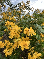 Senna pendula
