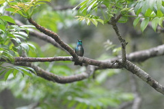 Chrysuronia versicolor