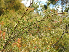 Micromyrtus littoralis